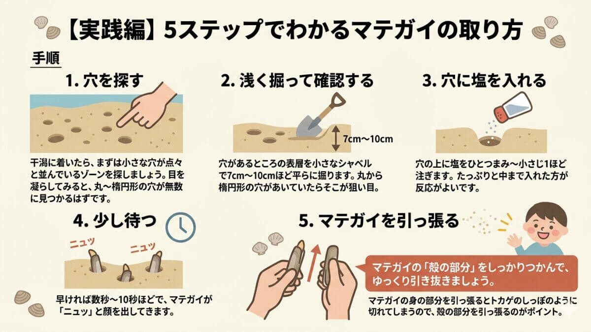 図解｜マテガイのとり方