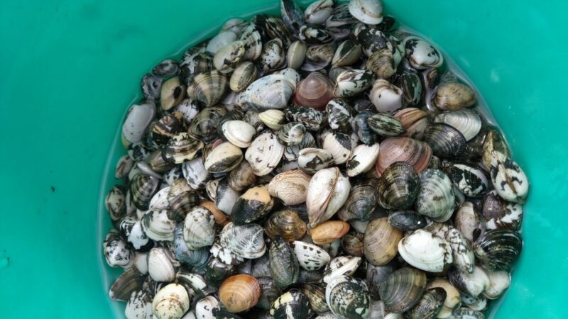 20240420_潮干狩り（千葉ポートパーク）